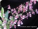 Oncidium Jairak Fragrance